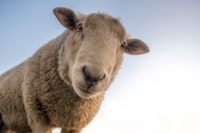 Did God Really Say We Should Not Have Sex With Sheep?